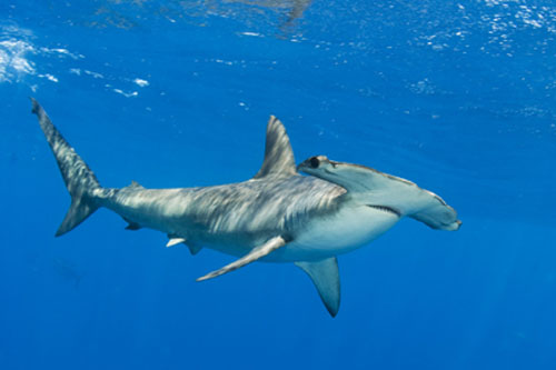 Scalloped hammerhead sharks are found along the coastlines in warm, temperate waters of the Atlantic, Pacific and Indian oceans: and are assessed by the International Union for Conservation of Nature, in its Red List of Threatened Species, as Endangered worldwide. Photograph Credit: C &amp; M Fallows/OceanwideImages.com